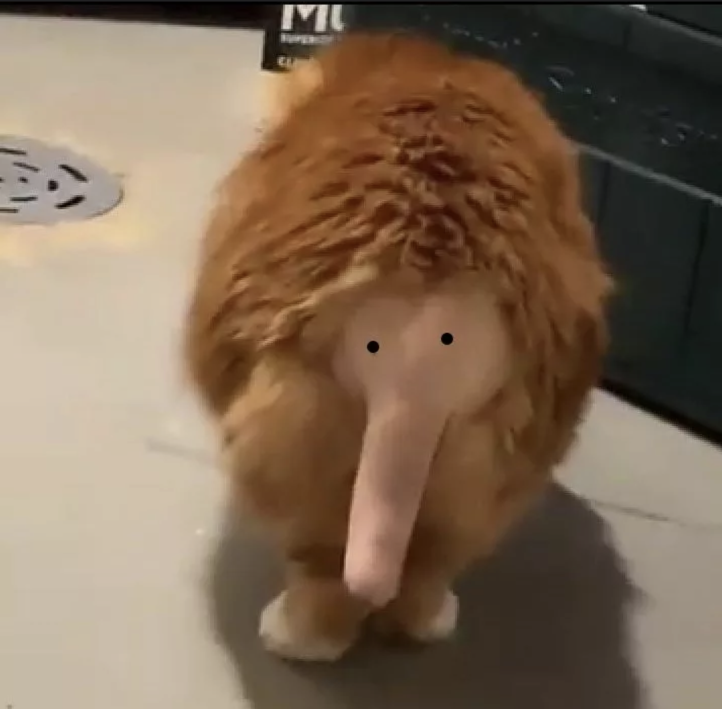 Кот без хвоста